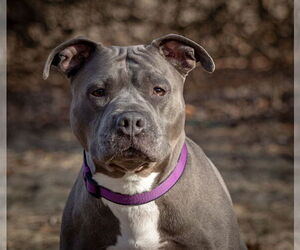 American Pit Bull Terrier-Staffordshire Bull Terrier Mix Dogs for adoption in Princeton, MN, USA