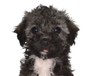 Poodle (Miniature)-Unknown Mix Dogs for adoption in Oakland Park, FL, USA
