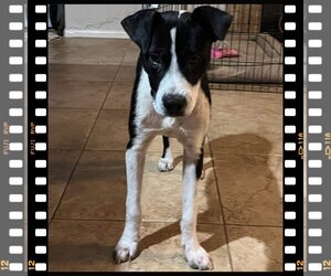 Border Collie-Unknown Mix Dogs for adoption in Escondido, CA, USA