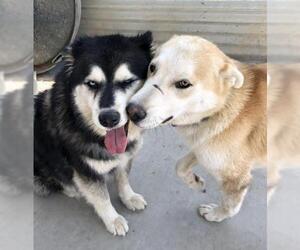 Huskies -Unknown Mix Dogs for adoption in Fresno, CA, USA