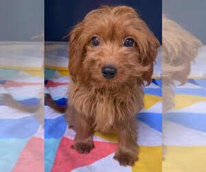 Cavapoo Dogs for adoption in Stroudsburg, PA, USA