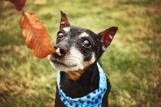 Miniature Pinscher Dogs for adoption in Landenberg, PA, USA