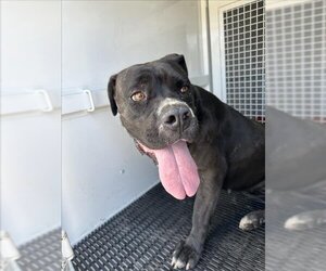 Mutt Dogs for adoption in San Bernardino, CA, USA