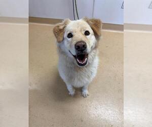 Chow Chow-Golden Retriever Mix Dogs for adoption in Placerville, CA, USA