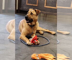 German Shepherd Dog-Great Pyrenees Mix Dogs for adoption in Clinton, OK, USA