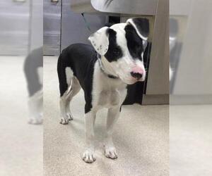 American Pit Bull Terrier Dogs for adoption in Riverside, CA, USA