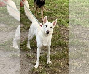 German Shepherd Dog Dogs for adoption in Holly Hill, SC, USA