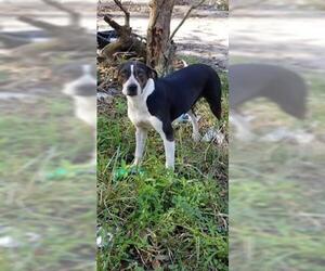 Australian Shepherd Dogs for adoption in Gainesville, FL, USA