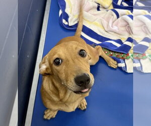 Dachshund-Unknown Mix Dogs for adoption in Sterling, MA, USA