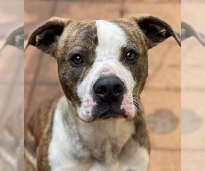 Bulldog Dogs for adoption in Athens, AL, USA