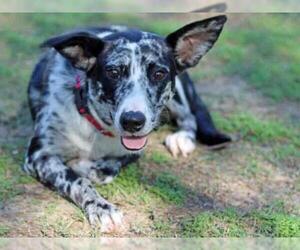 Border-Aussie Dogs for adoption in Tallahassee, FL, USA