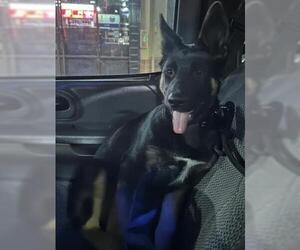 German Shepherd Dog-Unknown Mix Dogs for adoption in Alameda, CA, USA