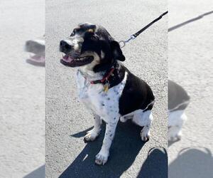 Sheprador Dogs for adoption in Seattle, WA, USA