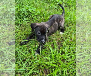 Anatolian Shepherd-Unknown Mix Dogs for adoption in Sanford, FL, USA