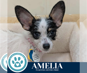 Chihuahua-Unknown Mix Dogs for adoption in Kimberton, PA, USA