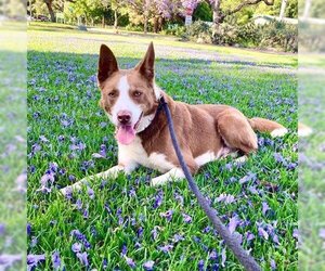 Border Collie-Collie Mix Dogs for adoption in Long Beach, CA, USA