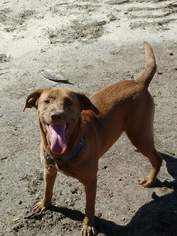 Chesapeake Bay Retriever Dogs for adoption in Panama City, FL, USA