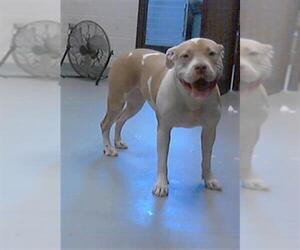 American Bulldog Dogs for adoption in Fayetteville, NC, USA