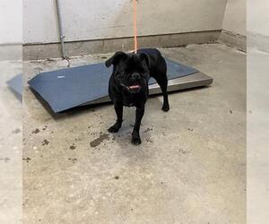 Pug Dogs for adoption in Camarillo, CA, USA