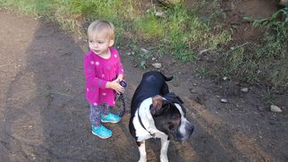 American Bulldog-Unknown Mix Dogs for adoption in Evergreen, CO, USA