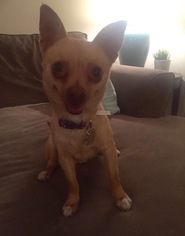 Small Chihuahua Mix