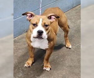 American Pit Bull Terrier-Unknown Mix Dogs for adoption in Evansville, IN, USA