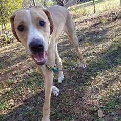 Mutt Dogs for adoption in Zephyrhills, FL, USA