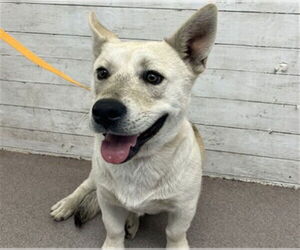 Pembroke Welsh Corgi-Unknown Mix Dogs for adoption in San Bernardino, CA, USA