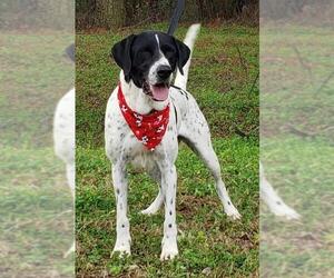 Bluetick Coonhound-German Shorthaired Pointer Mix Dogs for adoption in Wetumpka, AL, USA