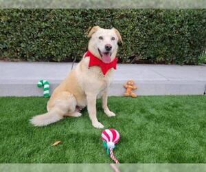 Labrador Retriever Dogs for adoption in Santa Clara, CA, USA
