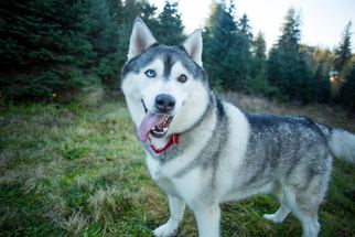 Siberian Husky Dogs for adoption in Sandy, OR, USA