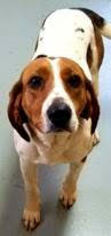 English Foxhound-Unknown Mix Dogs for adoption in Lovingston, VA, USA