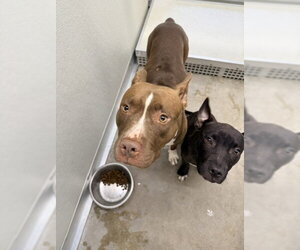 Mutt Dogs for adoption in Temple, TX, USA