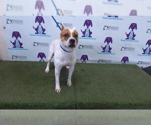 American Pit Bull Terrier-Unknown Mix Dogs for adoption in Orlando, FL, USA