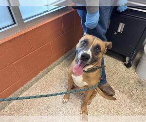 Boxer-Unknown Mix Dogs for adoption in Pueblo, CO, USA