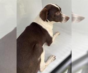 Chiweenie Dogs for adoption in Houston, TX, USA