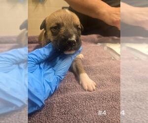 German Shepherd Dog Dogs for adoption in Modesto, CA, USA