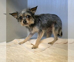 Mutt Dogs for adoption in Long Beach, CA, USA
