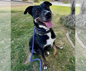 Sheprador Dogs for adoption in Chandler, AZ, USA