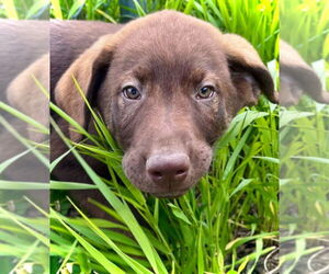 Mutt Dogs for adoption in Minneapolis, MN, USA