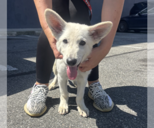 Mutt Dogs for adoption in Brooklyn, NY, USA