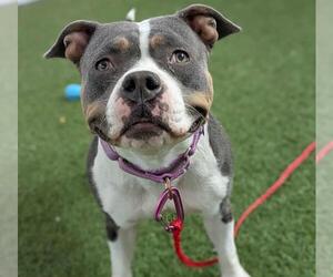 American Pit Bull Terrier-Unknown Mix Dogs for adoption in Las Vegas, NV, USA