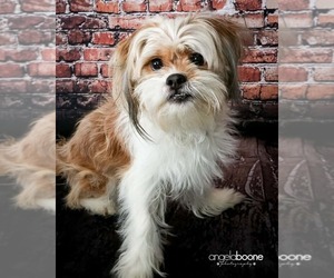 Shih Tzu-Unknown Mix Dogs for adoption in Andover, MN, USA