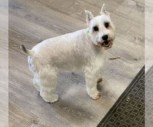 - Mix Dogs for adoption in Lenoir, NC, USA