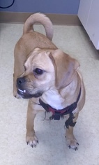 Puggle Dogs for adoption in Northville, MI, USA
