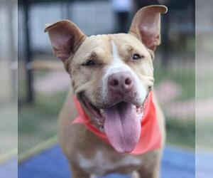 Bulldog-Unknown Mix Dogs for adoption in San Antonio, TX, USA