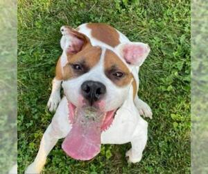 Bulldog Dogs for adoption in Mooresville, IN, USA