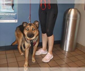 German Shepherd Dog-Unknown Mix Dogs for adoption in Burbank, CA, USA