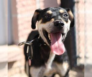 Boxer-Unknown Mix Dogs for adoption in San Antonio, TX, USA