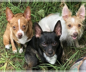 Chi-Corgi Dogs for adoption in Prague, OK, USA